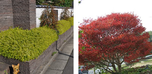 植木画像